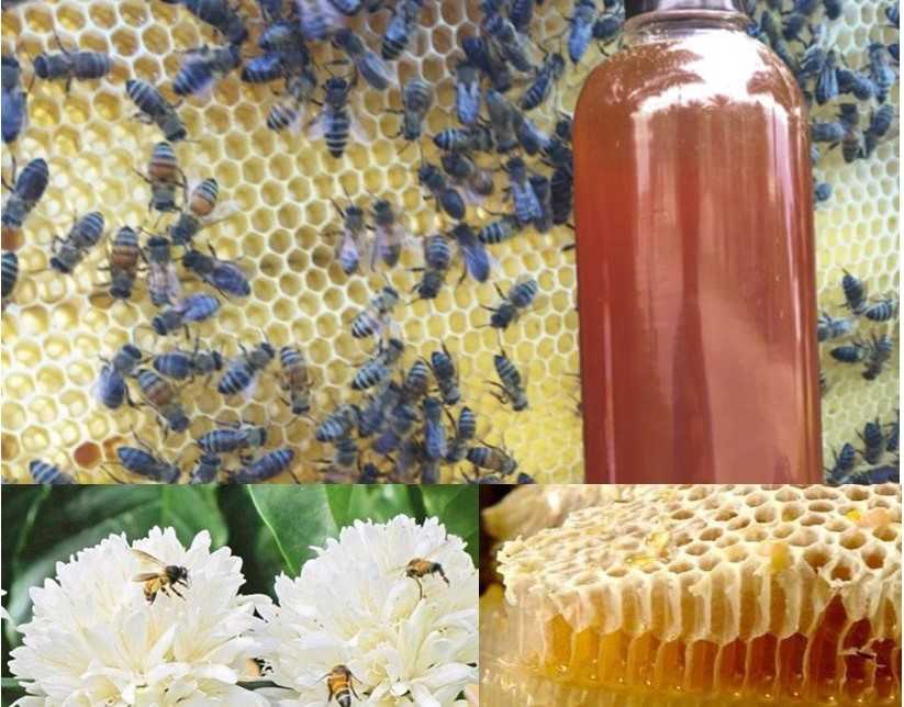 Mật Ong Cà Phê Tây Nguyên